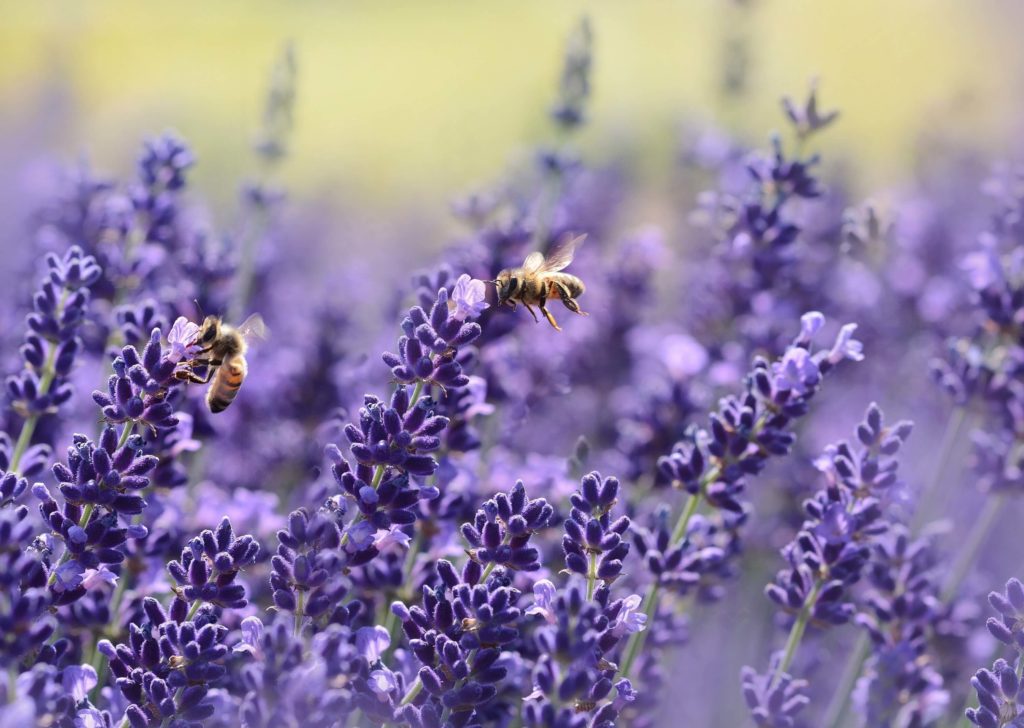 The 5 best plants for bees Home County Co.
