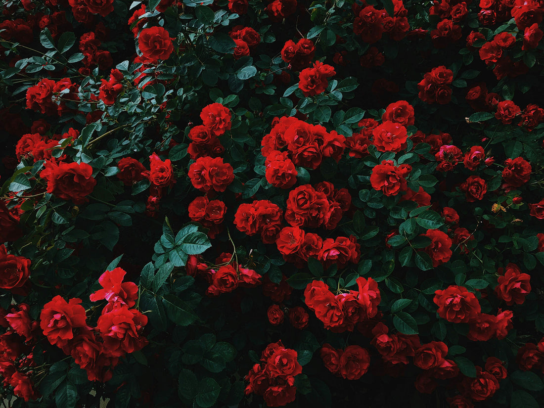 The Lancashire - Red Rose and Patchouli