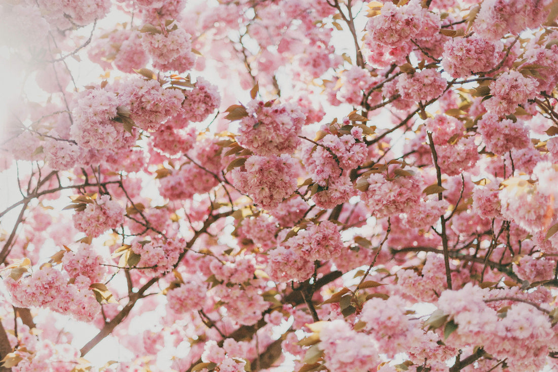 The Kent - Cherry Blossom