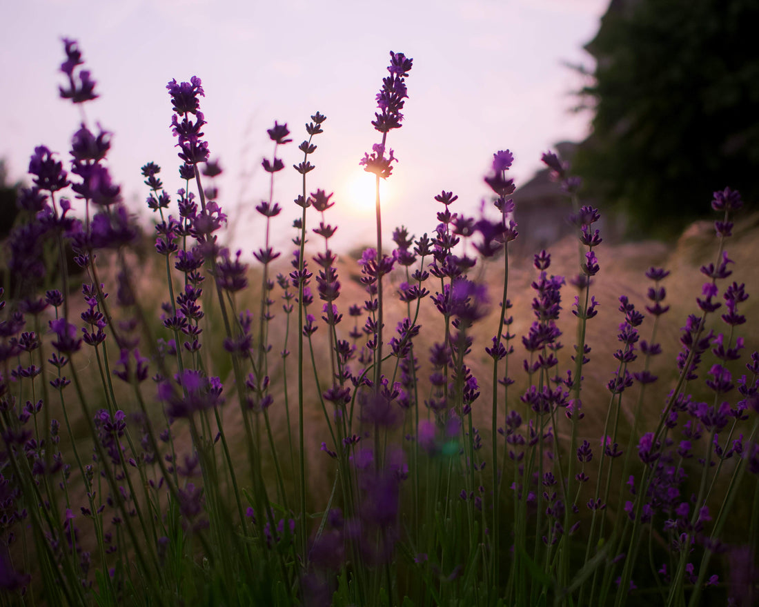 The Surrey - English Lavender and Chamomile