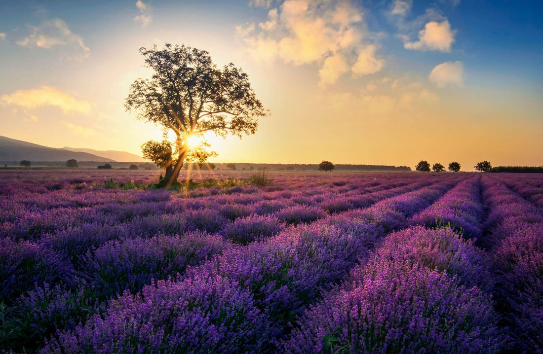 The Norfolk - Lavender Fields