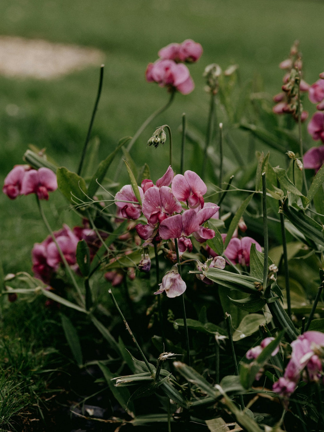 The Shropshire - Sweet Pea