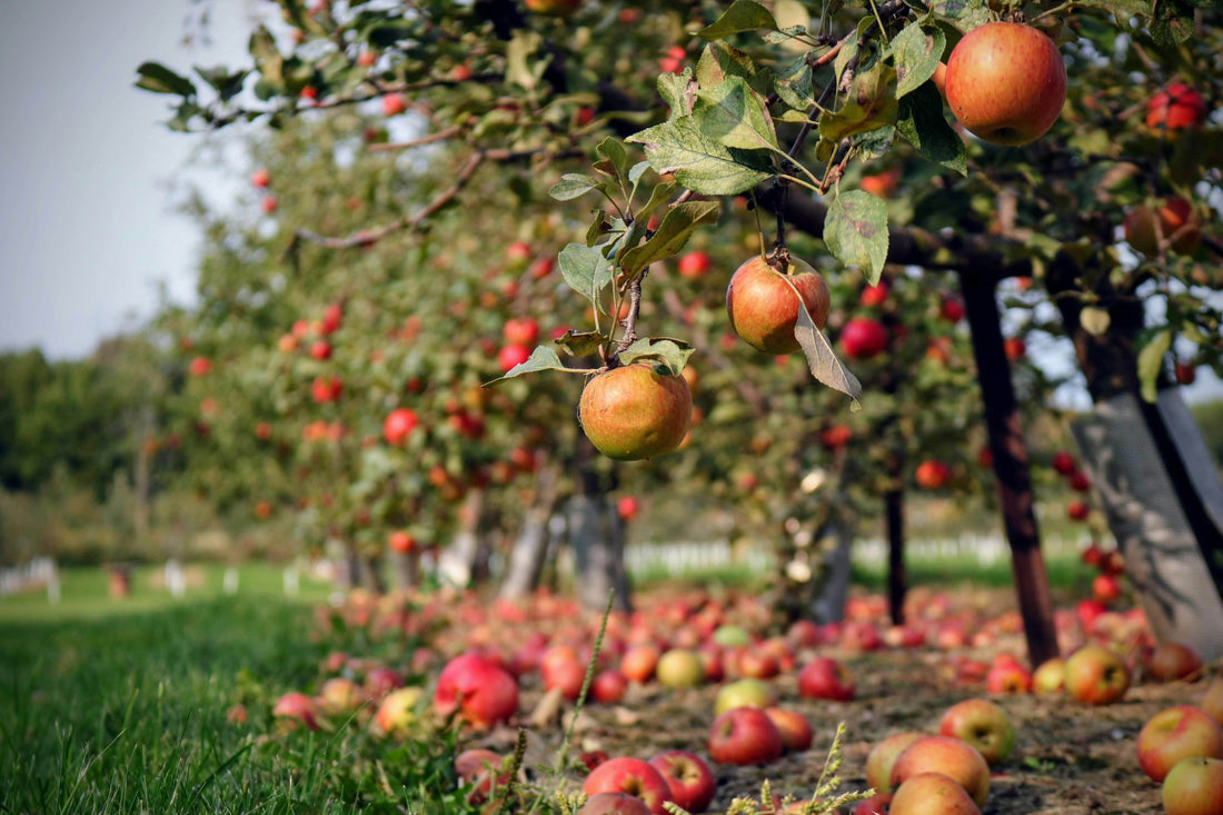 The Herefordshire - Cider Apples