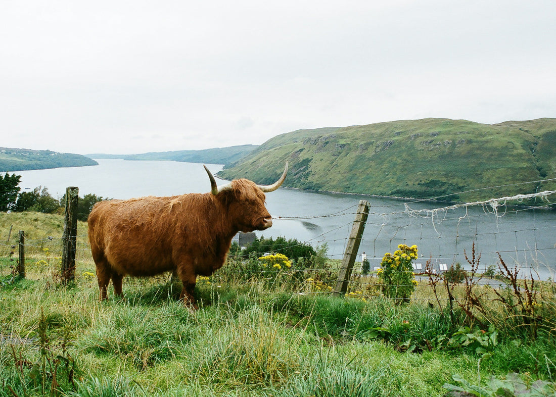The Highlands - Heather and Gorse