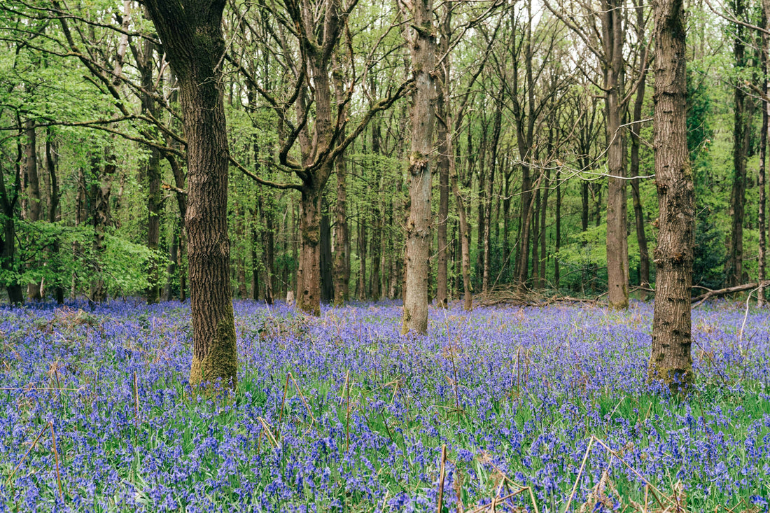The Hertfordshire - Woodland Bluebell and Jasmine