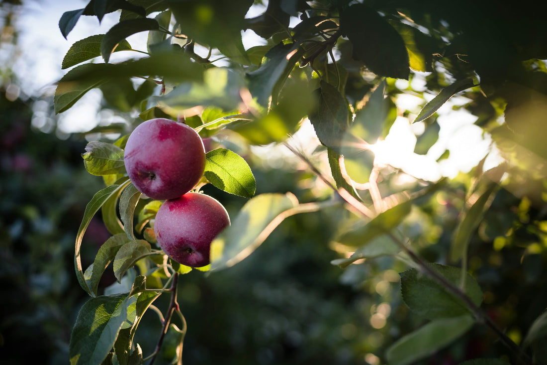 The Somerset - Apple and Fresh Fig