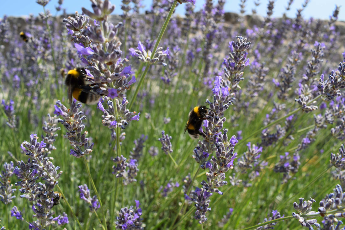 The Bedfordshire - Honey and Nectar Fruits