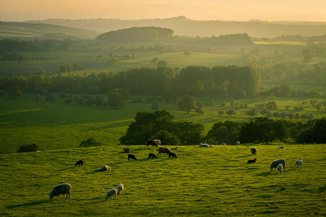 The Yorkshire - Yorkshire Rose