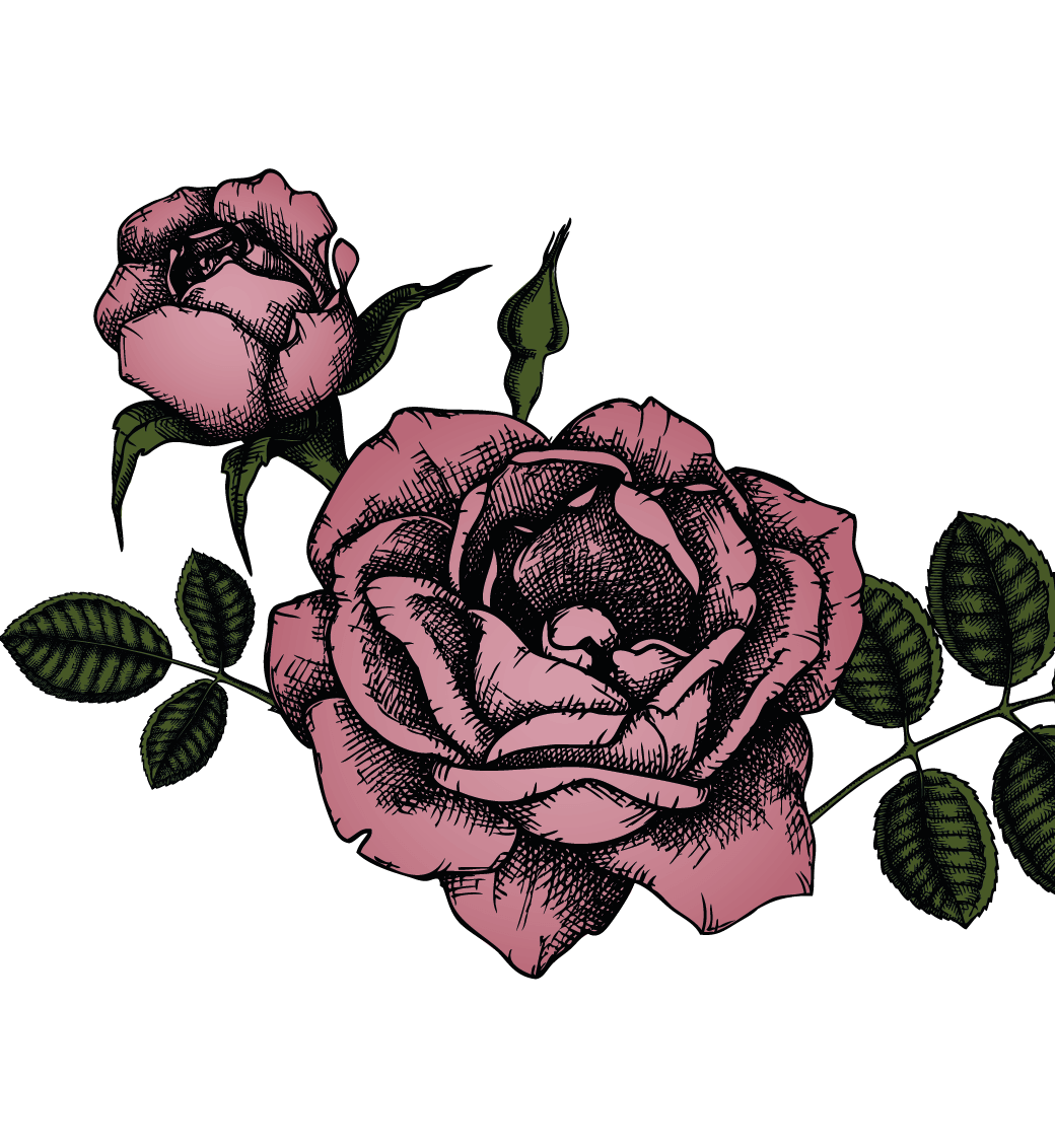 Pink rose illustration