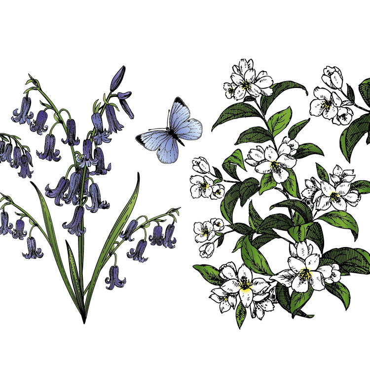 Bluebell Illustration