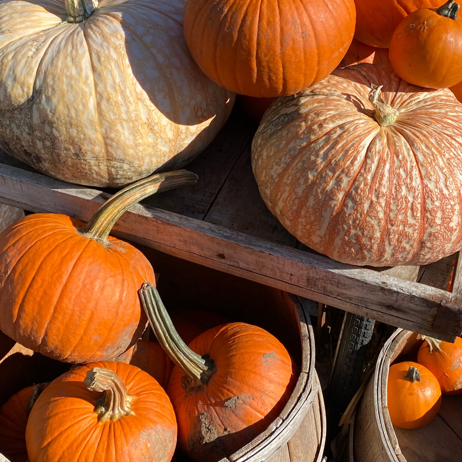 Assorted pumpkins on a wooden surface with sunlight casting shadows.