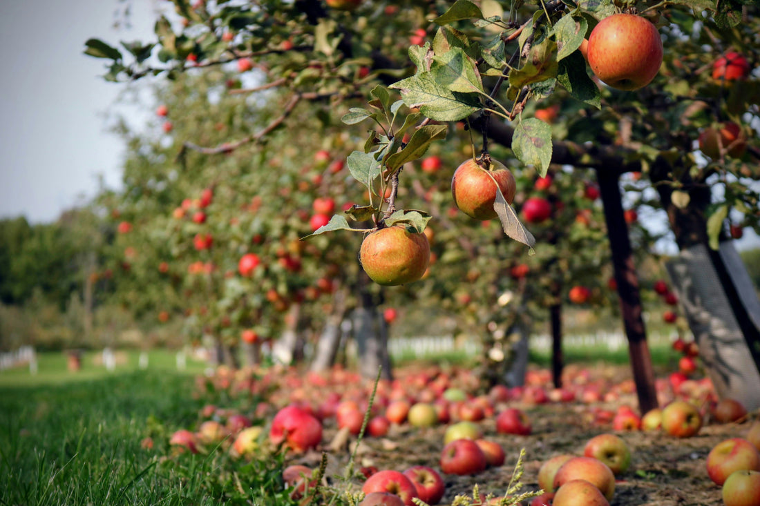 Autumn in the UK Bucket List
