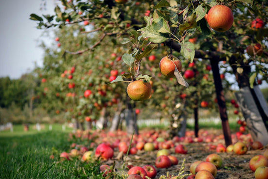 Autumn in the UK Bucket List