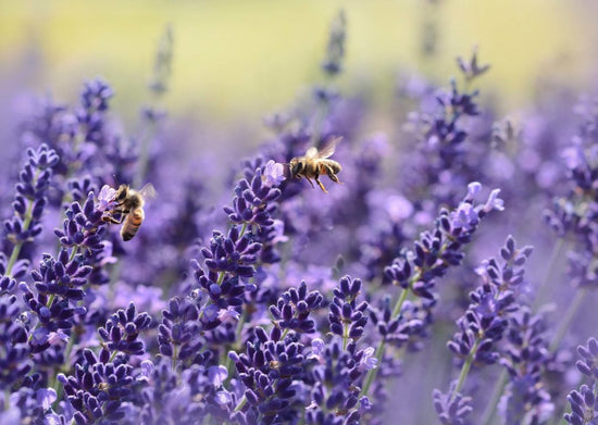 The 5 best plants for bees