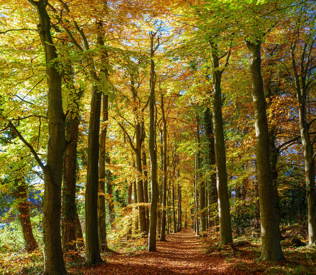 Things to do in Hampshire this autumn