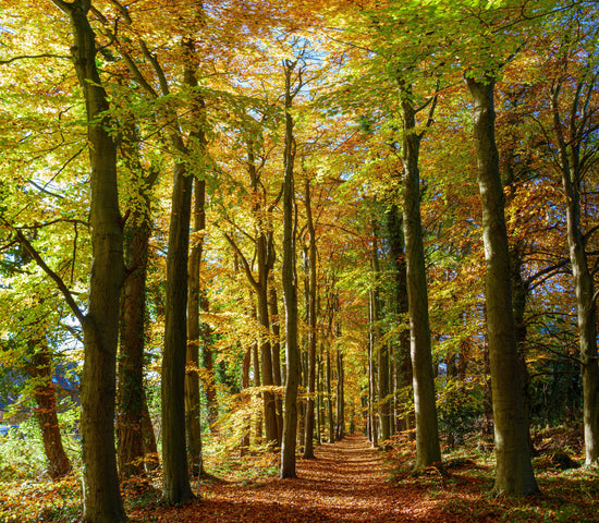 Things to do in Hampshire this autumn