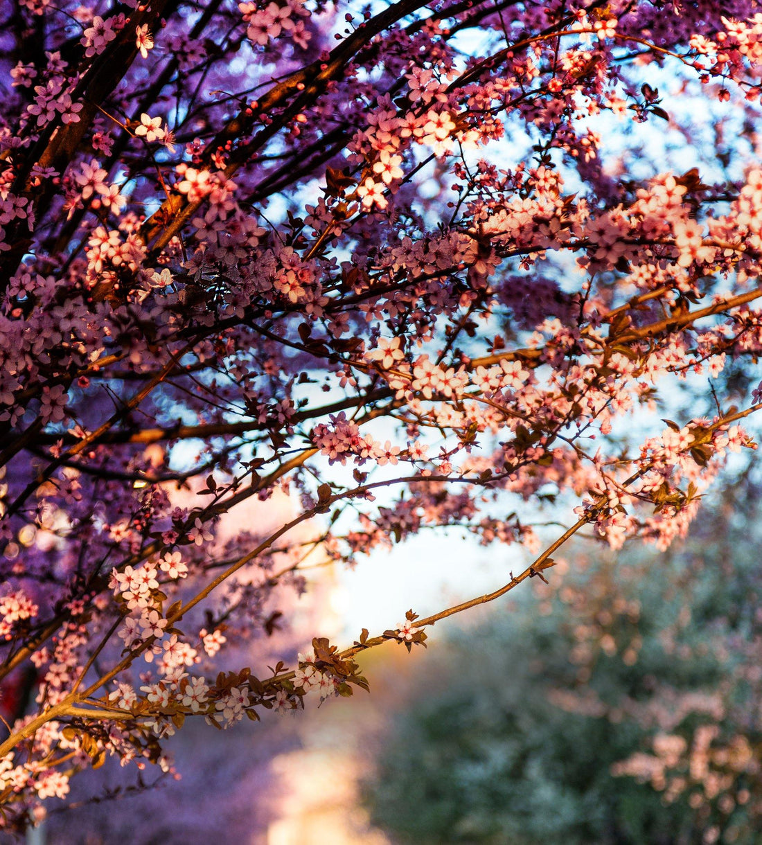 The Kent - Cherry Blossom