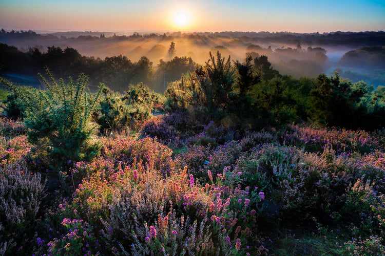 The Surrey - English Lavender and Chamomile