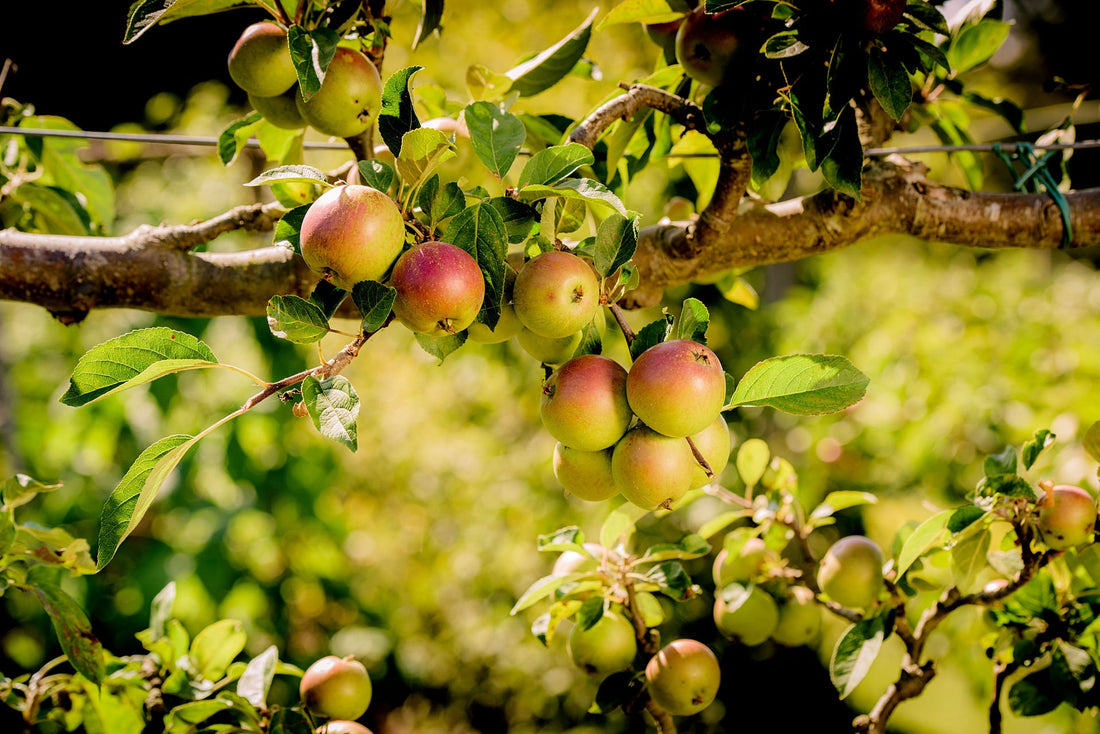 English Heritage - English Orchards