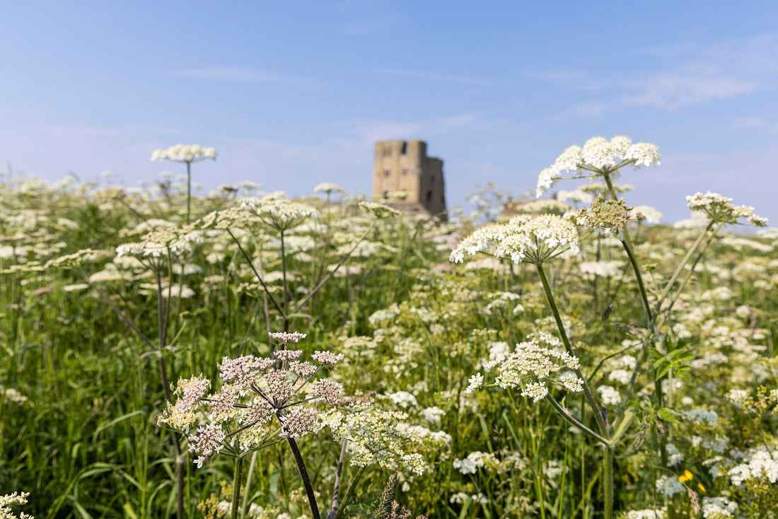English Heritage - English Meadows