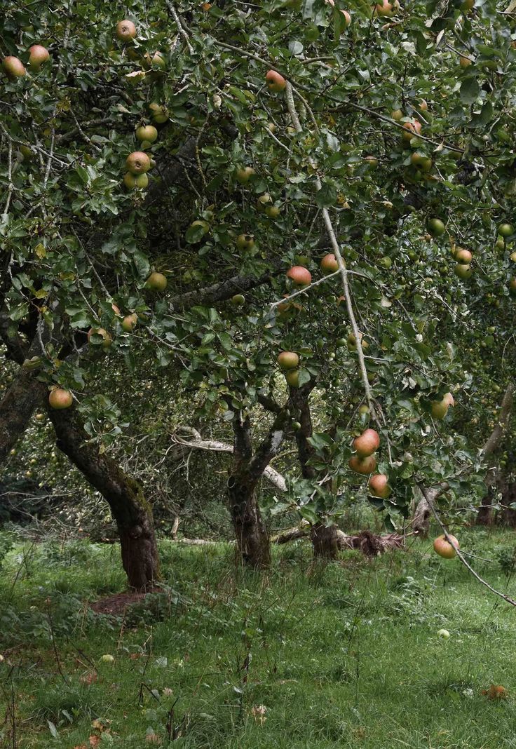 The Herefordshire - Cider Apples