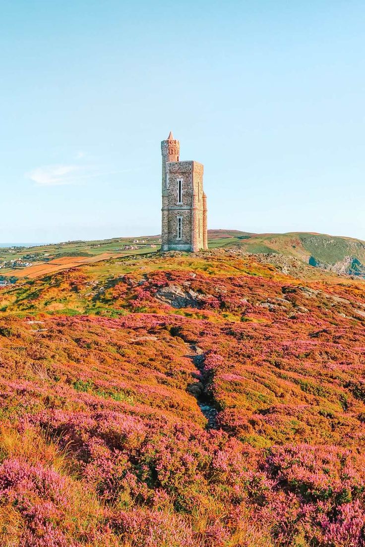Isle of Man - Wild Fuchsia