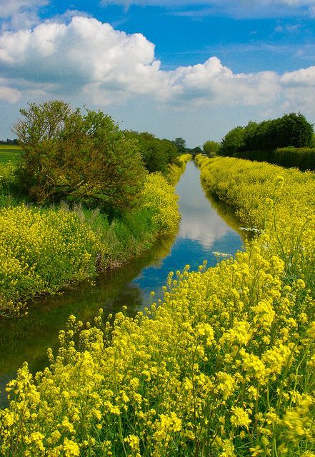 The Lincolnshire - Lily of the Valley