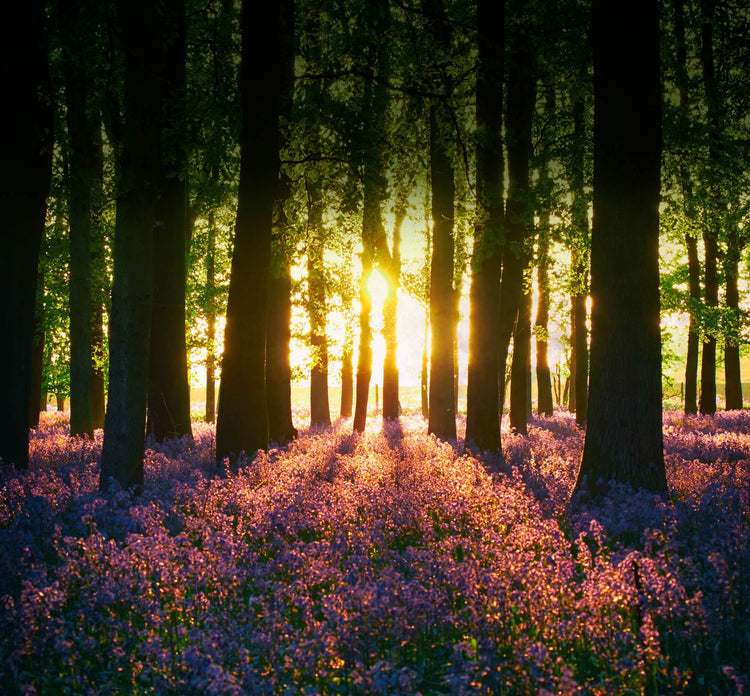 The Hertfordshire - Woodland Bluebell and Jasmine