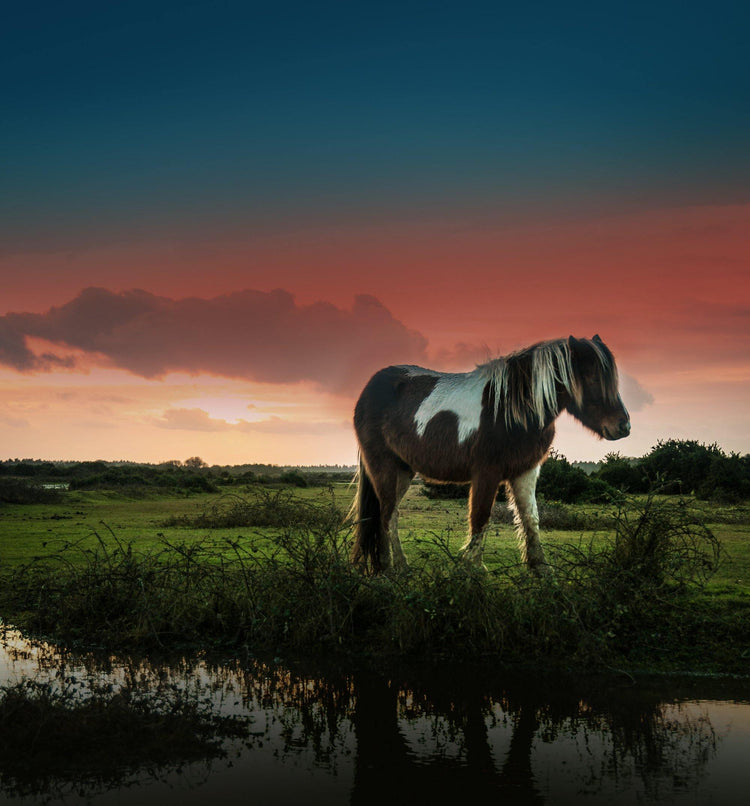 The Hampshire - Rosewood and Velvet Moss