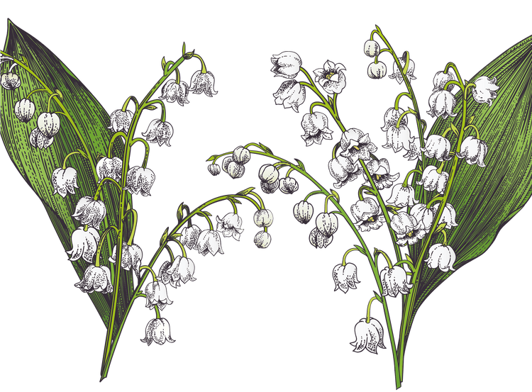 Lily of the Valley Illustration