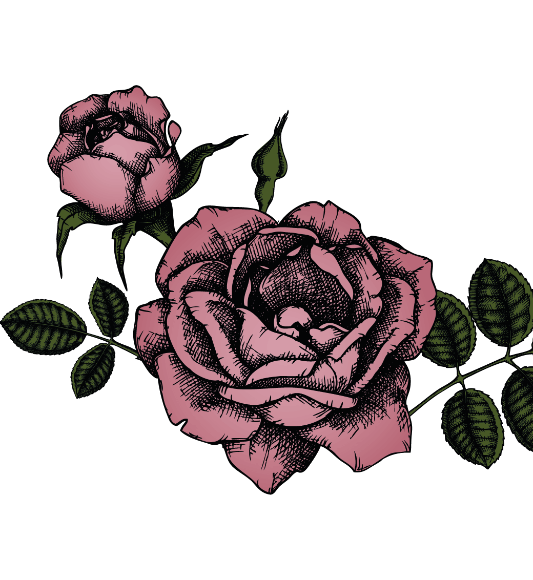 Pink rose illustration 