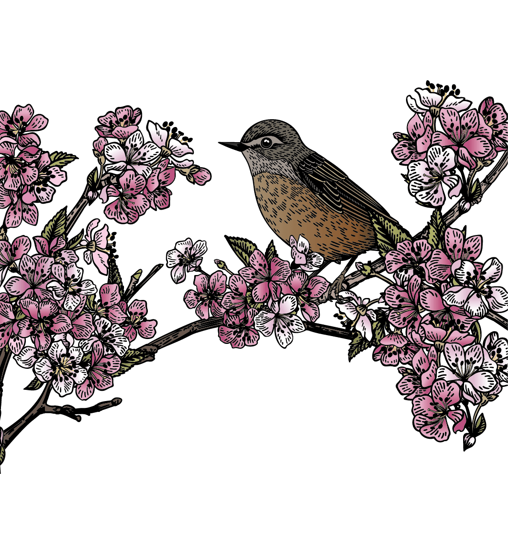 Cherry Blossom tree illustration