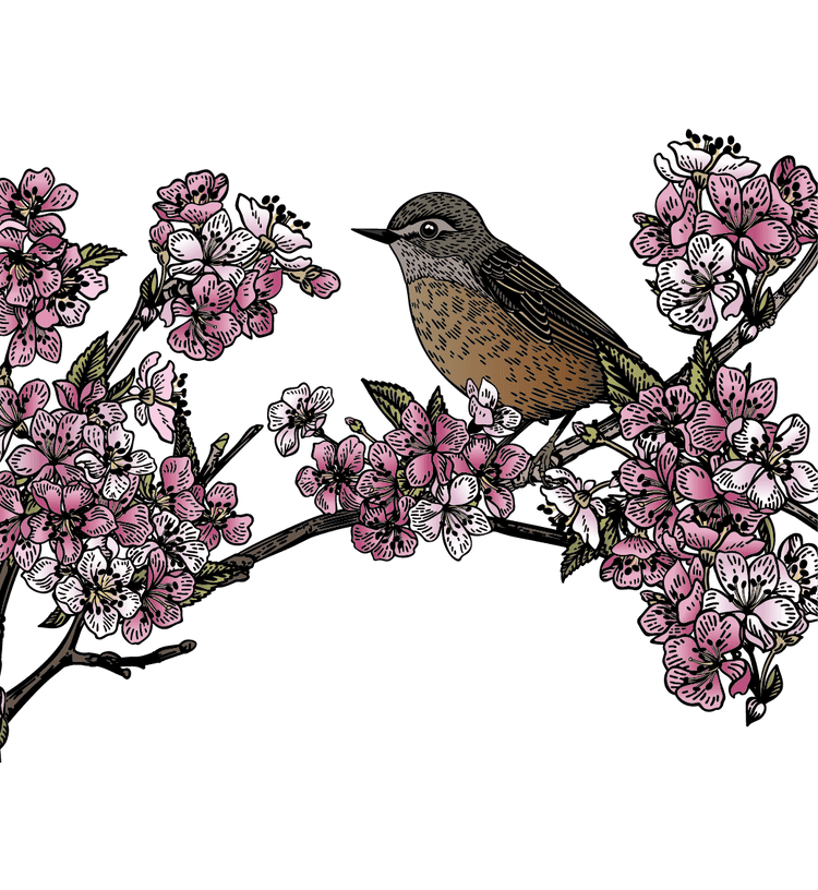 Cherry Blossom Illustration